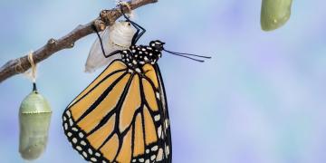 closeup-shot-monarch-butterfly-pink-salvia-with-blue-toned-sky