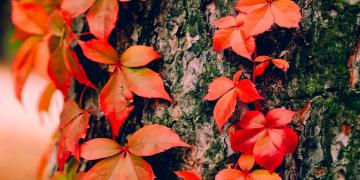 Orange leaves on a tree trunk in autumn. 