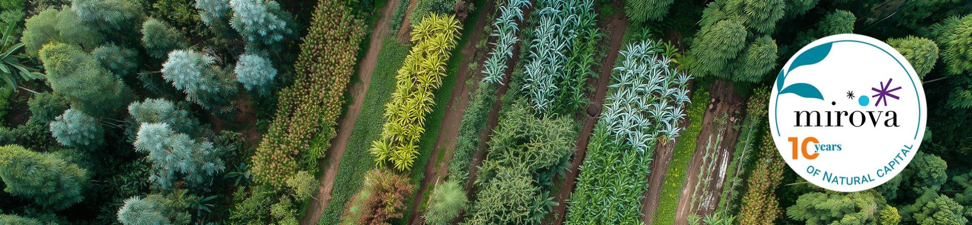 Mirova